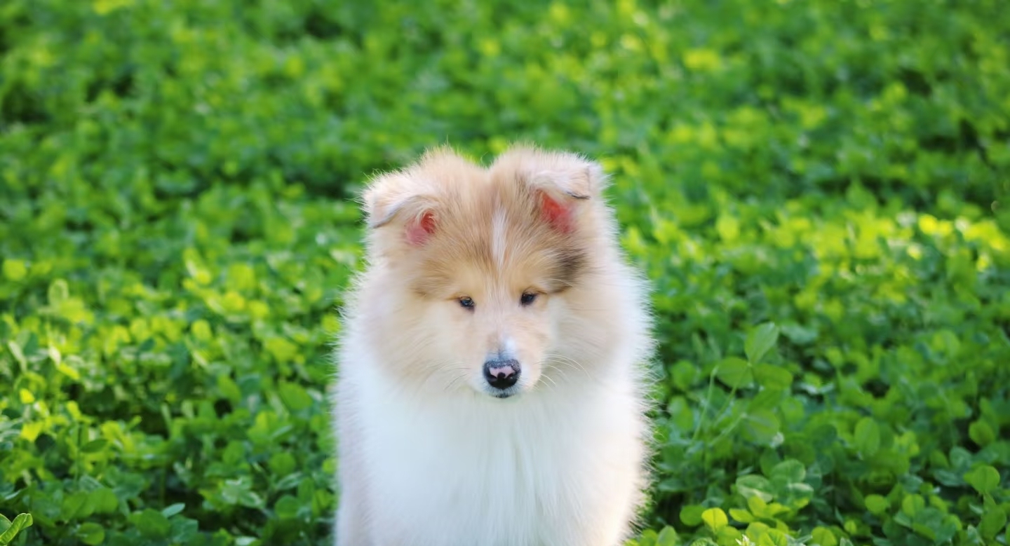 粗毛柯利犬、长毛牧羊犬、柯利犬、柯利牧羊犬